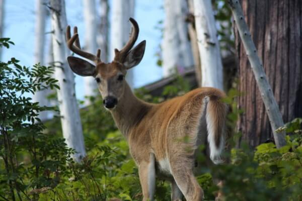 Antlered deer looking at the camera flanked by white bark aspen