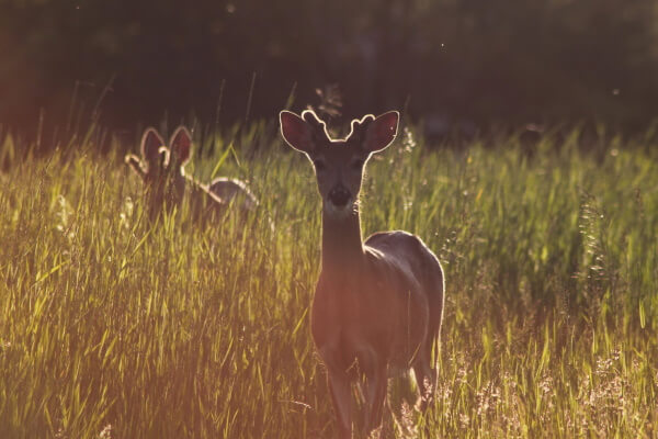 Deer backlit by the sun while standing in tall grass of Montana - Granrud Image