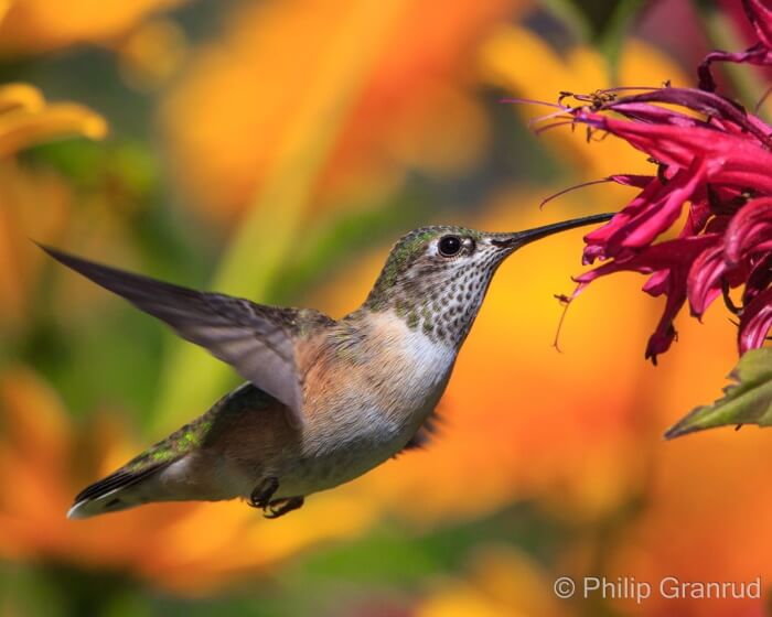 Beautiful hummingbird seeking nectar from a fusia colored flower 